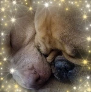 Meet your Posher, Dana